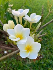 Flores de mayo, blancas y amarillas 