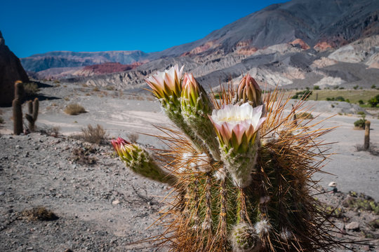 flower cactus