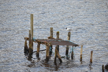 Ruined jetty on Loch Ness with seagull and old nets