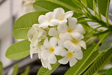 Flower Plumeria with green leaves on blurred background. White flowers with yellow at center
