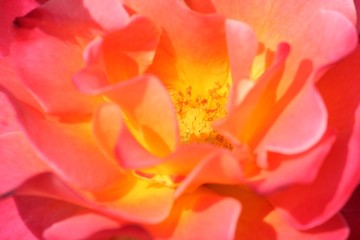 Fototapeta na wymiar Rose closeup