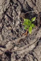 newborn young leaves on the tree trunk. Selective focus macro shot with shallow DOF