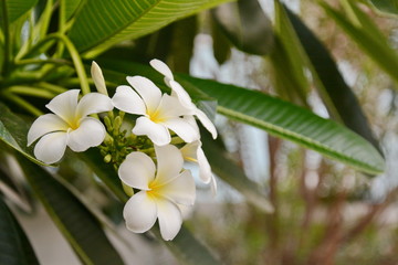 Flower Plumeria with green leaves on blurred background. White flowers with yellow at center