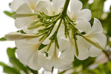 Flower Plumeria with green leaves on blurred background. White flowers with yellow at center