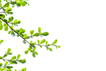 Obraz premium Zielone liście na białym tle na białym tle koncepcja, ścieżki przycinające