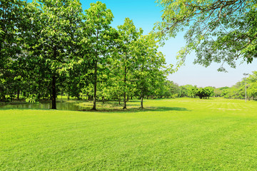 Fototapeta na wymiar beautiful morning light in public park with green grass field