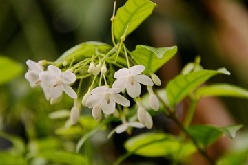 Closeup image of mok flower with tree