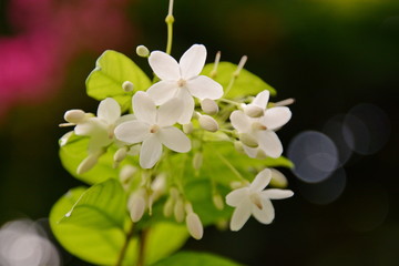 Closeup image of mok flower with tree