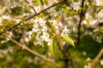Cherry blossom, spring, southern Slovenia, public park