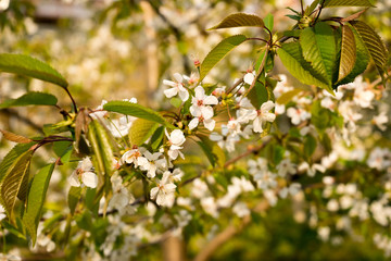 Fototapeta premium Cherry blossom, spring, southern Slovenia, public park