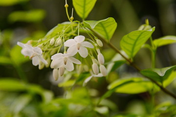 Closeup image of mok flower with tree