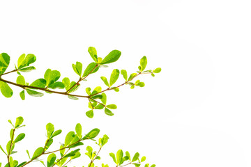 Green Leaves isolated on white background concept ,clipping paths