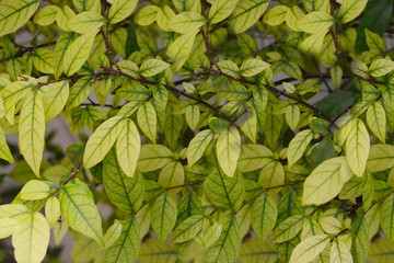 Green leaves. Green leaves background texture. Creative layout made of green leaves.