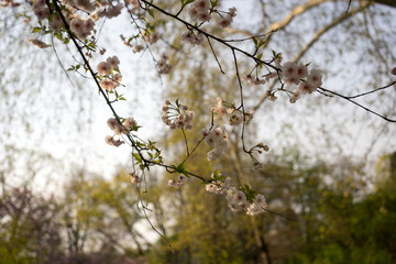Cherry blossom, spring, southern Slovenia, public park