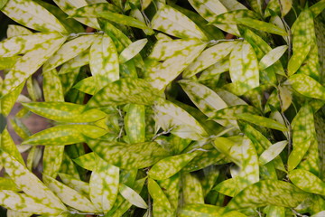 Green leaves. Green leaves background texture. Creative layout made of green leaves.