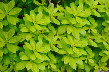 Green leaves. Green leaves background texture. Creative layout made of green leaves.