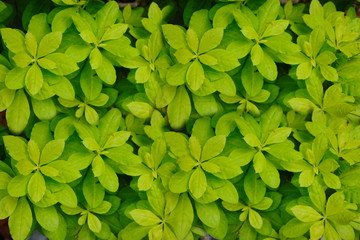 Green leaves. Green leaves background texture. Creative layout made of green leaves.