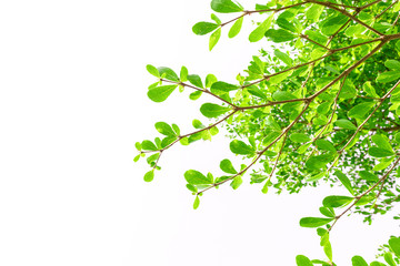 Green Leaves isolated on white background concept ,clipping paths