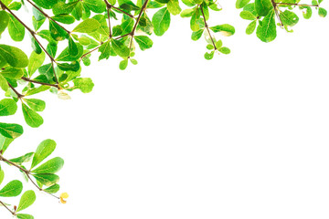 Fototapeta premium Green Leaves isolated on white background concept ,clipping paths