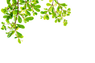 Green Leaves isolated on white background concept ,clipping paths