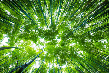 Fototapeta na wymiar Arashiyama city of bamboo forest travel with pathway