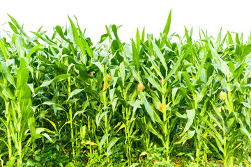 Corn garden isolated on white background