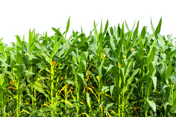 Corn garden isolated on white background