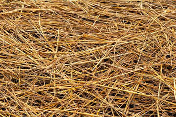 Rice straw nature pattern background