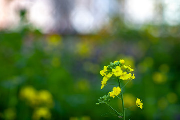 日本　花見　さくら　吹雪　リラックス　綺麗　美しい　花びら　春