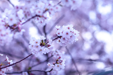 日本　花見　さくら　吹雪　リラックス　綺麗　美しい　花びら　春