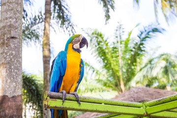 Colorful Macaw bird in tropical rain forest