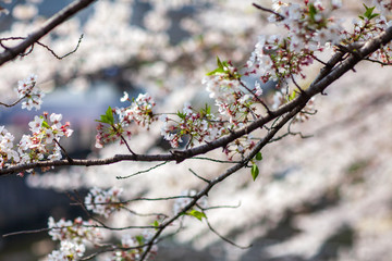 日本　花見　さくら　吹雪　リラックス　綺麗　美しい　花びら　春