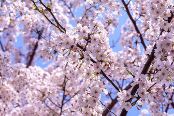 日本　花見　さくら　吹雪　リラックス　綺麗　美しい　花びら　春