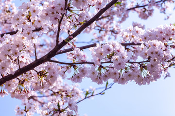 日本　花見　さくら　吹雪　リラックス　綺麗　美しい　花びら　春