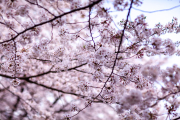 日本　花見　さくら　吹雪　リラックス　綺麗　美しい　花びら　春