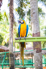 Colorful Macaw bird in tropical rain forest