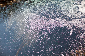 日本　花見　さくら　吹雪　リラックス　綺麗　美しい　花びら　春