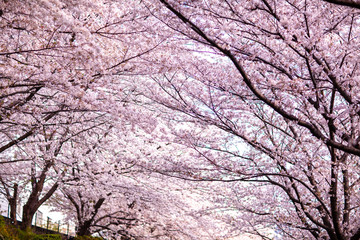 日本　花見　さくら　吹雪　リラックス　綺麗　美しい　花びら　春