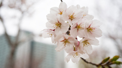 beautiful Cherry Blossom