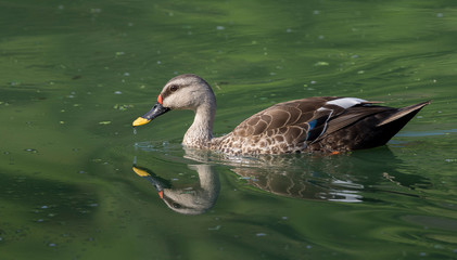 Spot Billed Duck