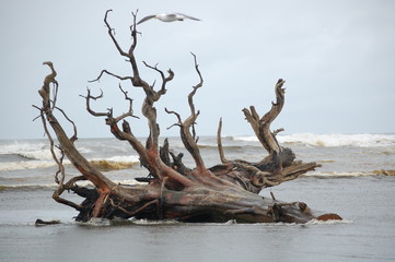 Driftwood crashing waves at Ocean with Seagull