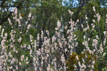 Southwest Flower Background
