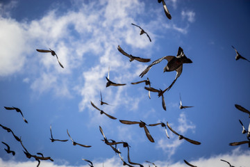birds in flight