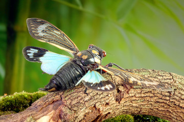 Cicada : Butterfly cicadas with broad multicolor wings. Blue butterfly-wings cicada (Distantalna splendida) is a cicada species from southeast Asia (Thailand, Myanmar and India)
