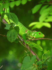 Iguana fotogénica, simple y elegante.
