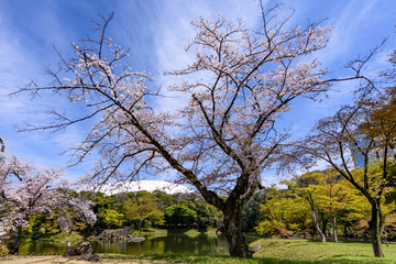 Cherry blossom