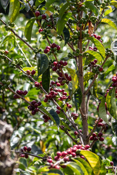COFFEE SEEDS AND PLANTATIONS