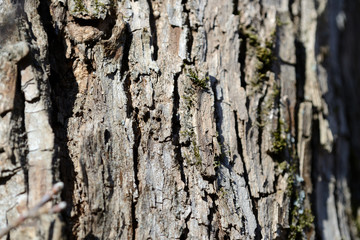 The bark of an old tree lit by the sun as a texture and background