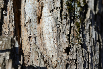 The bark of an old tree lit by the sun as a texture and background