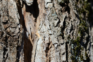 The bark of an old tree lit by the sun as a texture and background